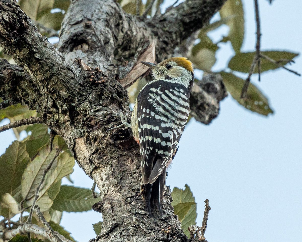 akshay_khanna's tweet photo. Brown-fronted #Woodpecker.
#lifer #himalayanbirds 

#Nikon D7500
#Nikkor 200-500mm

#BirdsSeenIn2021 #birdoj #BBCWildlifePOTD #365DaysWild #ThePhotoHour #birdwatching #birdphotography #HimachalPradesh #birdsofhimachal #birdsofindia #TwitterNatureCommunity @Avibase @hp_tourism https://t.co/3BqeSeCOEk