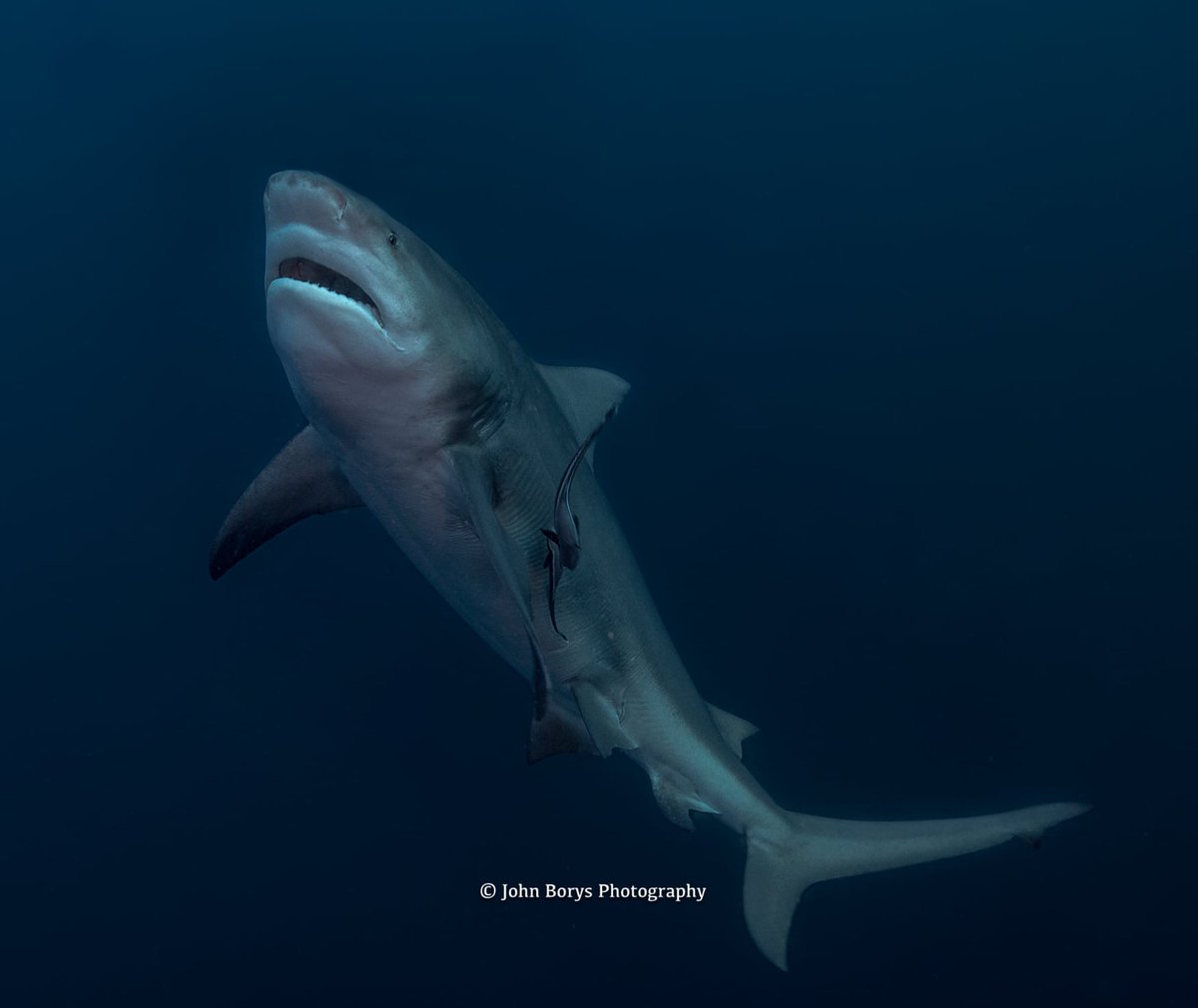 SharkPulse tweet media