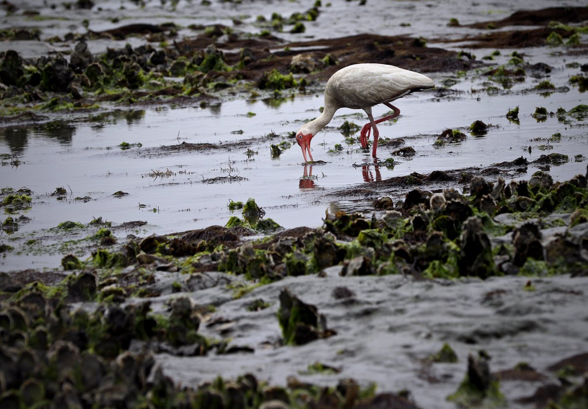 Virginia Sea Grant tweet media