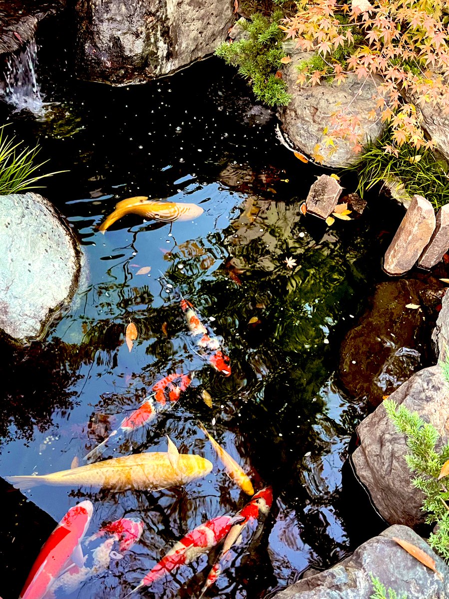 ClassicFlanger's tweet photo. 本日の花手水＆錦鯉 https://t.co/FvTSKjBQdc