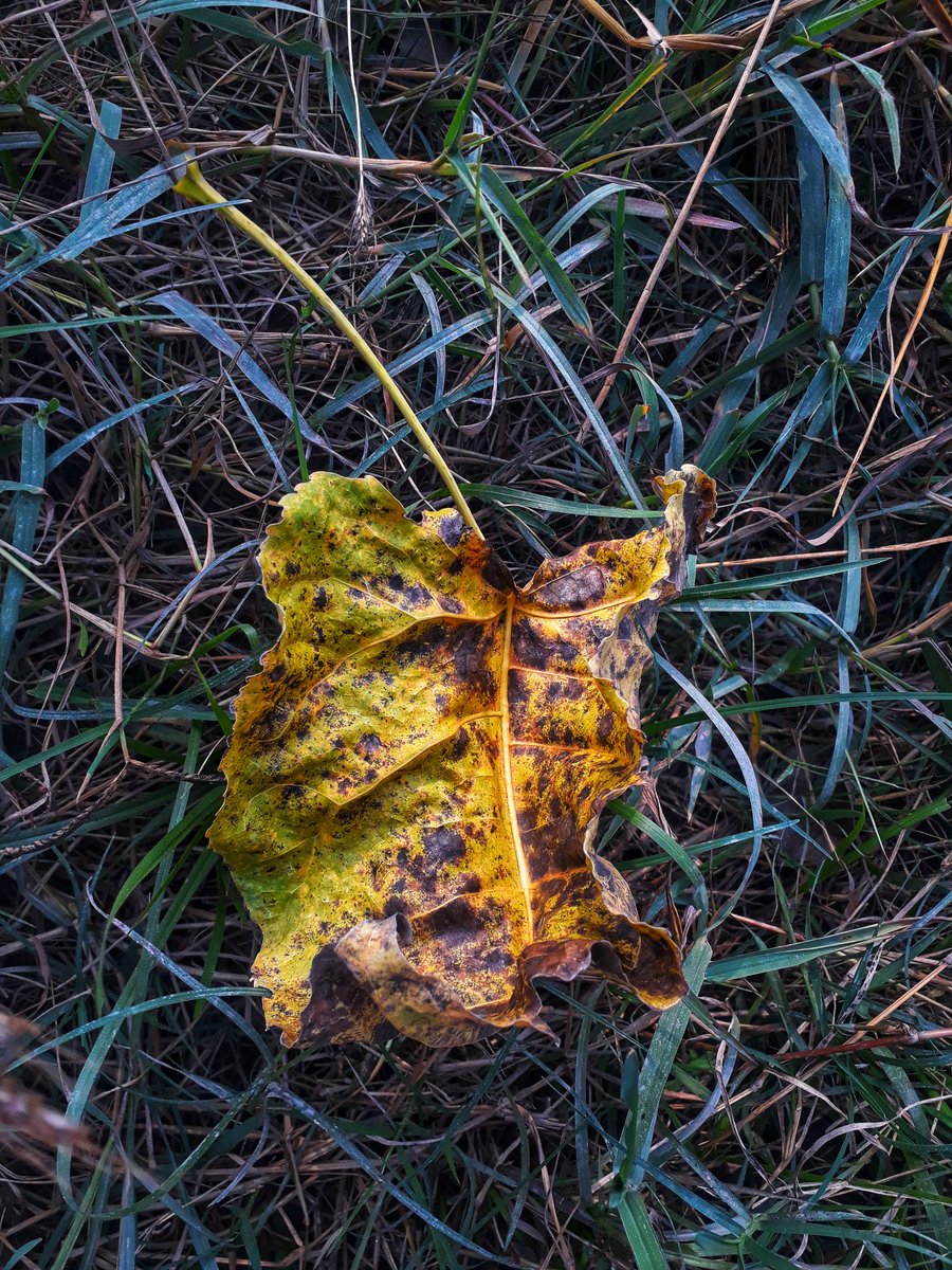 Little dry leaf 🍂that follows me blowing in the wind like a tumble weed as I walk these empty streets you're my only company.

#dryleaf #nature #leaf #photography #naturephotography #leafphotography #macro #mobilephotography #dryleaves #leaves #photooftheday #macrophotography