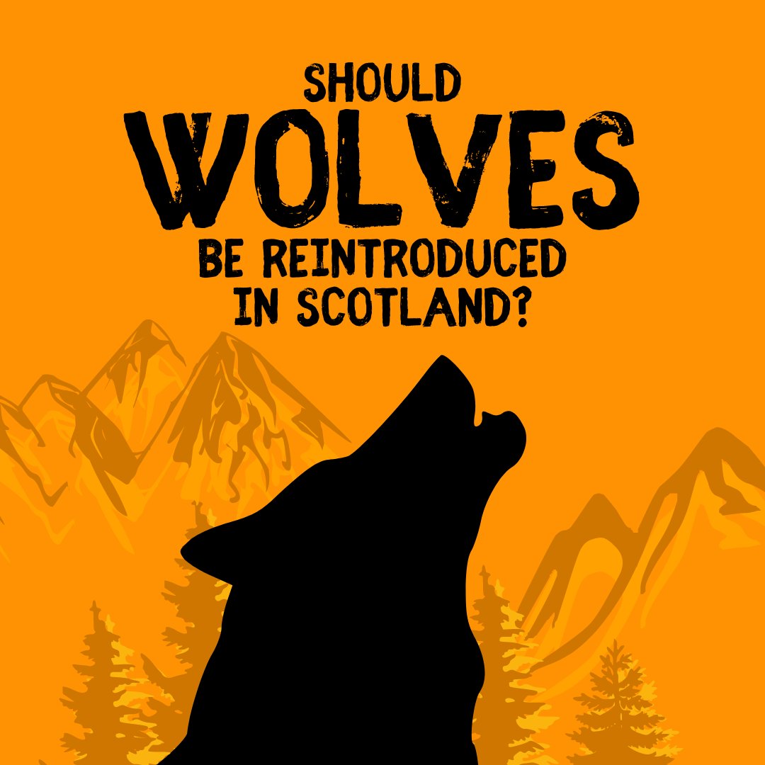 🐺 To celebrate this year's World Wildlife Conservation Day, we have explored in more detail the issue of wolf reintroduction, and in particular, the legal instruments surrounding re-wilding in Scotland. See our new blog post below to find out more. 🐺 

linkedin.com/pulse/should-w…