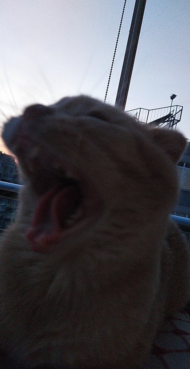 Kedimin 1 dakika içinde değişen ruh hali tam olarak böyle