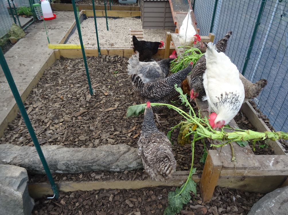 ChickensGreen's tweet photo. The #GreenAcreCottageChickens are having fun today munching on purple sprouting broccoli. They will strip it all bear and eat it all completely. This provides them with hours of hentertainment. It keeps them busy until they complete their challenge! 
#Organic #Chickens #Hens https://t.co/MZXVKRhaHD