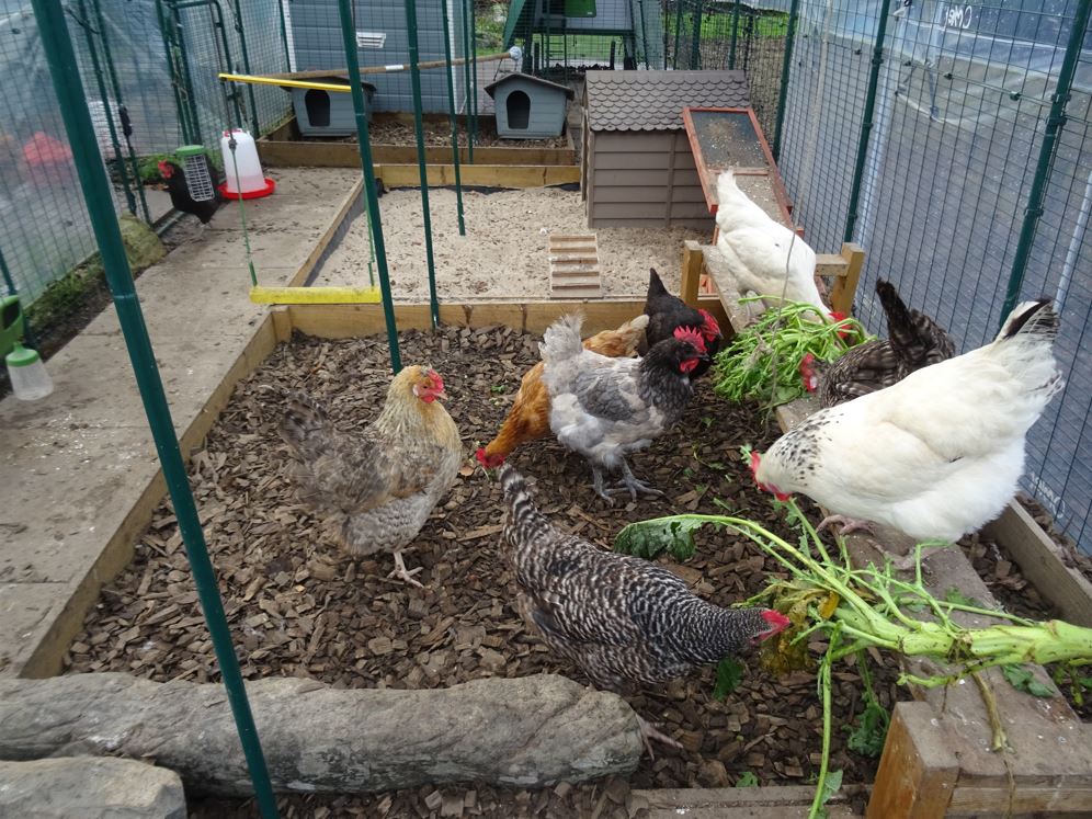 ChickensGreen's tweet photo. The #GreenAcreCottageChickens are having fun today munching on purple sprouting broccoli. They will strip it all bear and eat it all completely. This provides them with hours of hentertainment. It keeps them busy until they complete their challenge! 
#Organic #Chickens #Hens https://t.co/MZXVKRhaHD