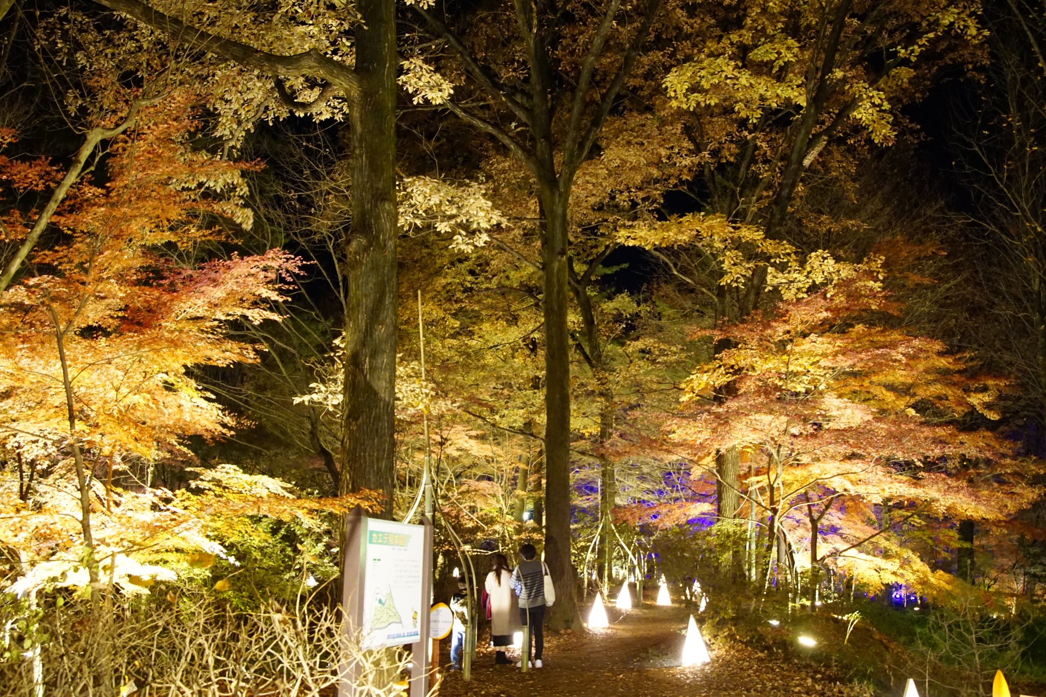 Hiroyuki Miyata 国営武蔵丘陵森林公園 21年12月03日 スターライトイルミネーション 光と森のstory ライトアップ 紅葉 国営武蔵丘陵森林公園 森林公園 彩の国 埼玉県 埼玉 T Co Mentoxbfri Twitter