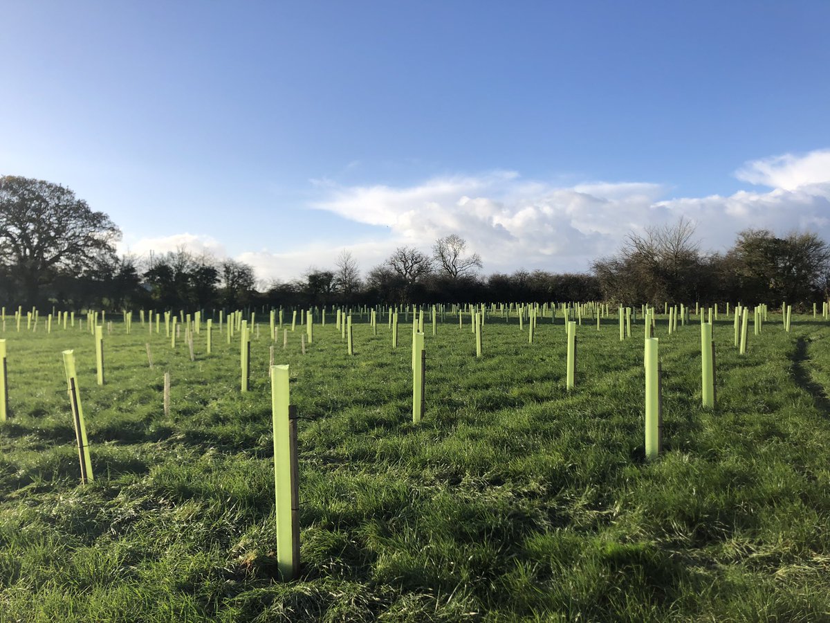 Appreciate this just looks like a bunch of plastic tubes but actually it’s my 1 hectare 1000 tree 50th birthday wood 🌳👌 Hopefully it will look somewhat more impressive by my 60th birthday 🥳