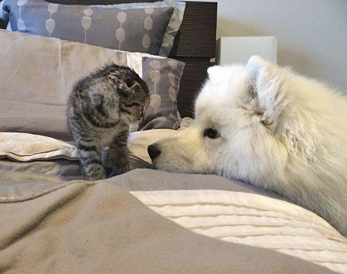 ก็มาดิ่ อั่ยหมาโน่