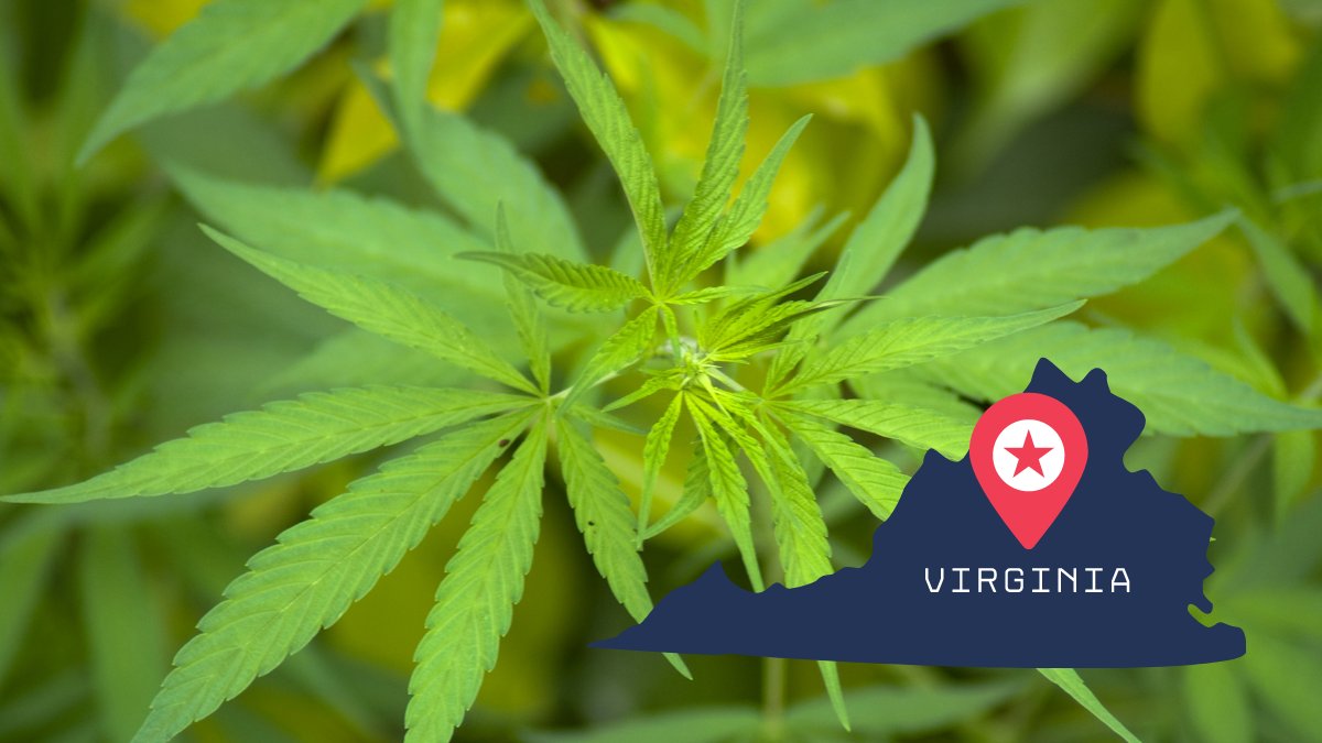 ilovetohomegrow's tweet image. Recreational use of Marijuana in Virginia is legal. However, for those minors with medical conditions, you need to get your medical marijuana card for your treatment. Here&apos;s how to get yours linktr.ee/ilthg

#CannabisCommunity #cannabisculture #CannabisNews #CBD