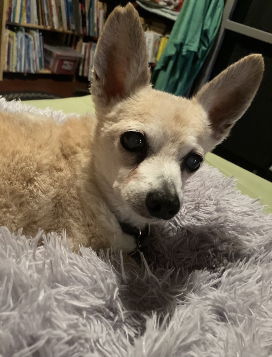 chihushua's tweet photo. Why Am I Awake?  No Wakies!#chisquad #DogsofTwittter https://t.co/BbKLtoJ6um