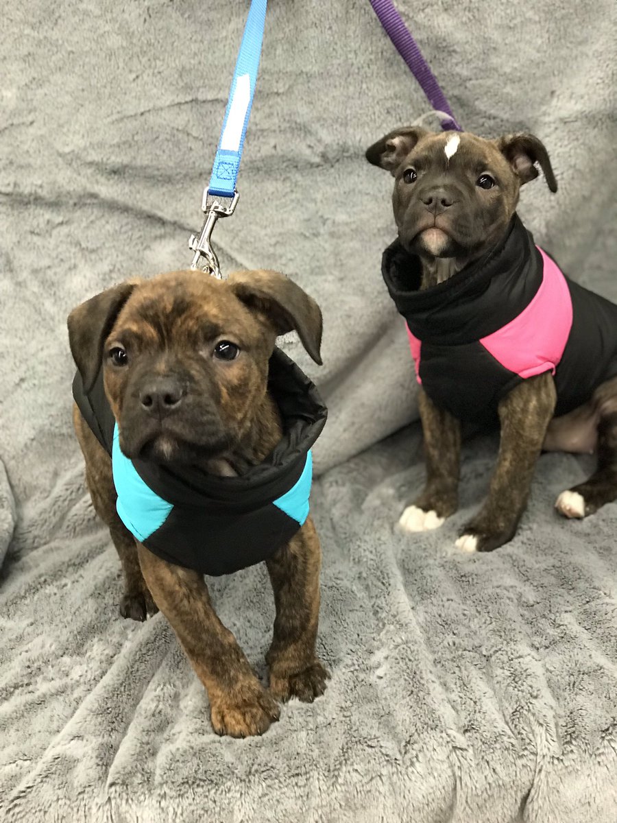 GPFGeorgetown's tweet image. Odin and Bella came in for some socializing. We are always game for puppy socialization sessions. #puppies #puppylove #puppies #DogsofTwittter #dogsofinstagram #globalpetfoods #georgetownontario #georgetownshoplocal