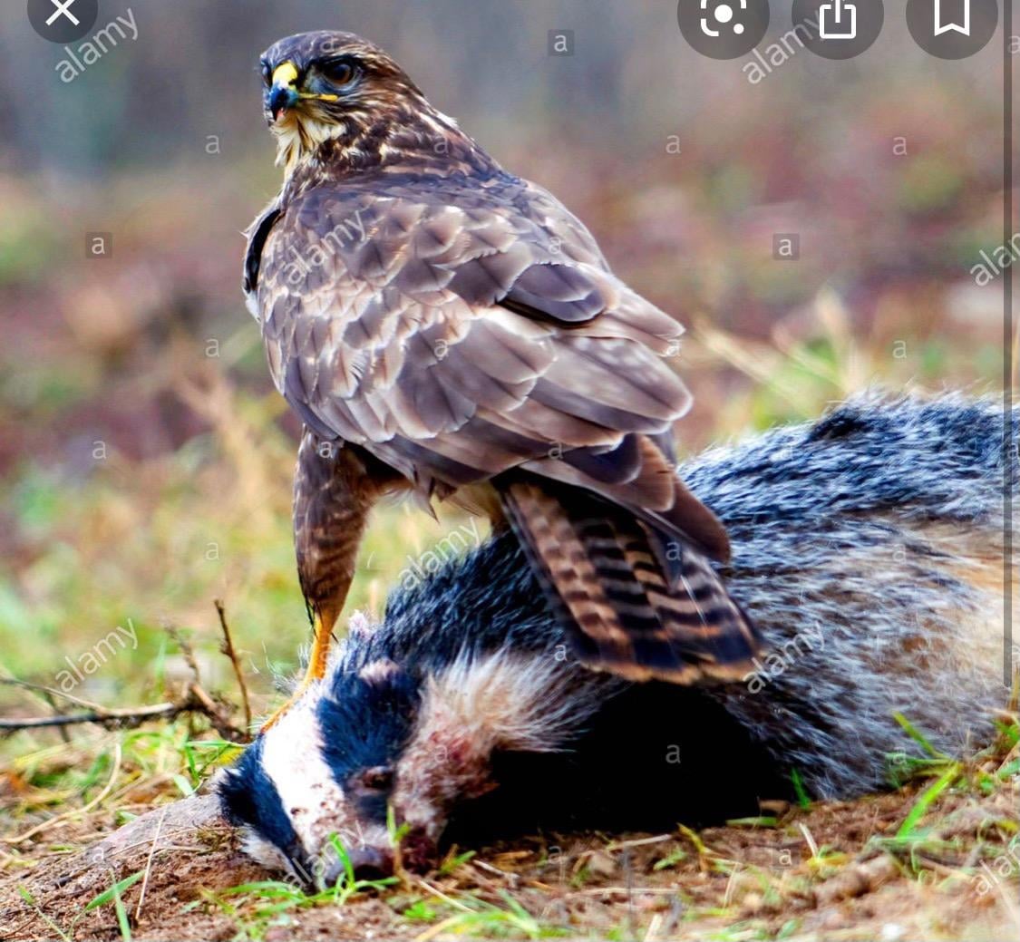 AlTruda73's tweet photo. It's that time again. And this is the only instance I willingly condone the use of Golden Eagles.
Bucky evil. Must be destroyed.
M-U Rah! Rah!
#BadgerHateWeek #mubb #BeatBucky https://t.co/ASoBvIDmwO