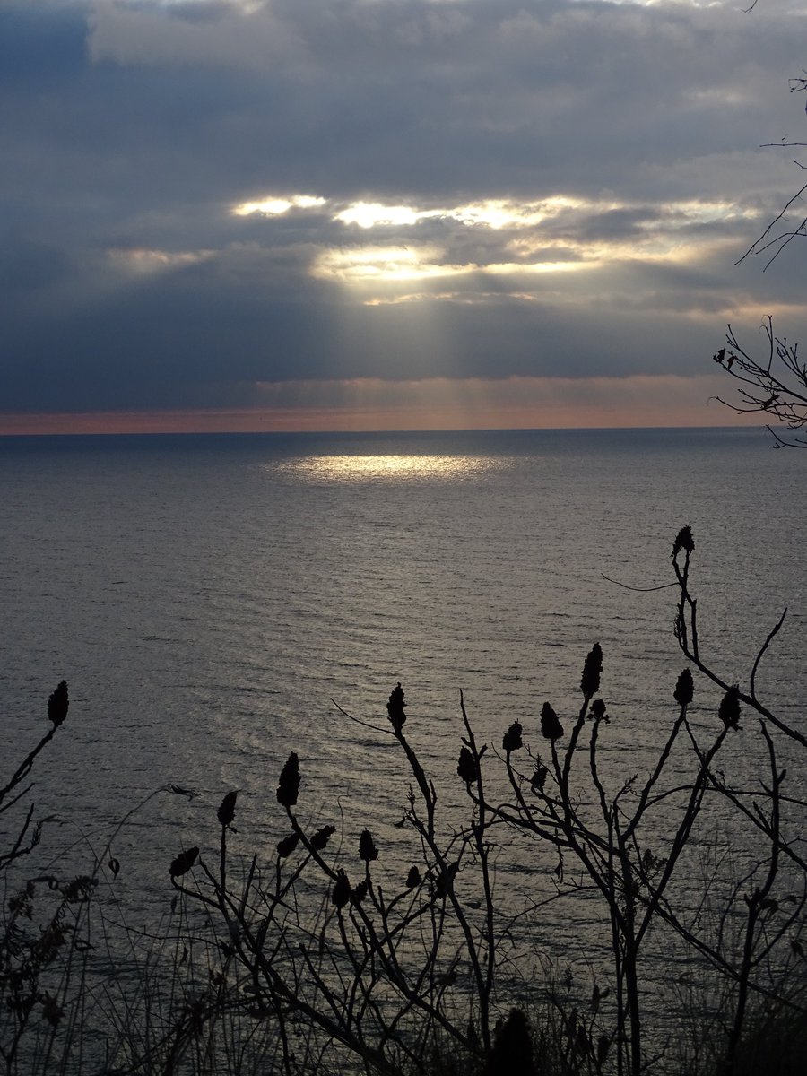 DaphneLHunt1's tweet photo. Long, slow sunrise at Rosetta McClain Gardens. Julia Child rose, a seasonal trooper. She persisted. #Sunrise #TheSunriseProject #RosettaMcClainGardens #Bluffs #Scarborough #ScarboroughBluffs #ScarbTO #Toronto #Cliffside #BirchCliff #DecemberRose #LakeOntario #TorontoLakefront https://t.co/foB95FV7dH