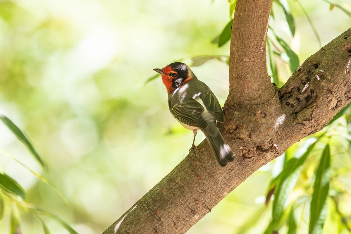 Red-faced Warbler - Mt. Lemmon, AZ #NaturePhotography #arizona #mtlemmon