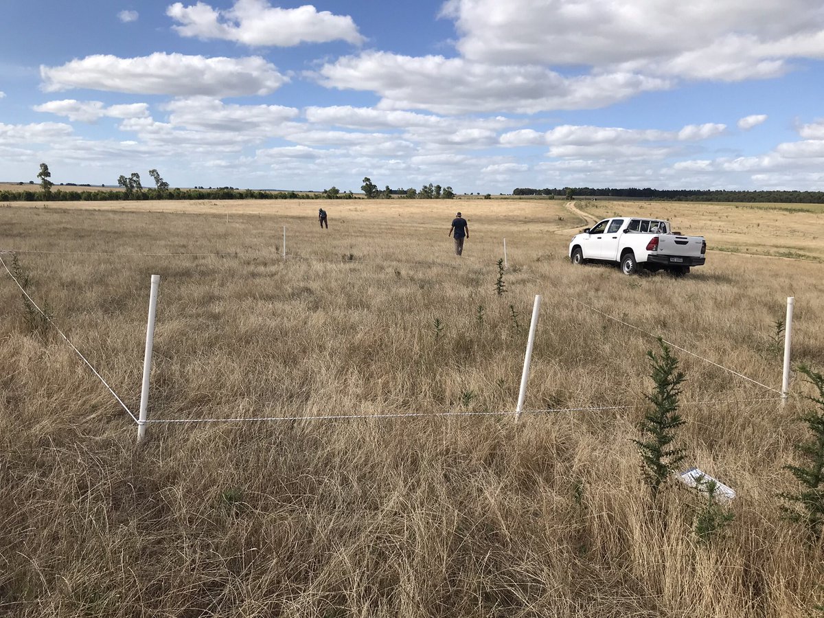 Gerardo Garcia Pintos tweet media