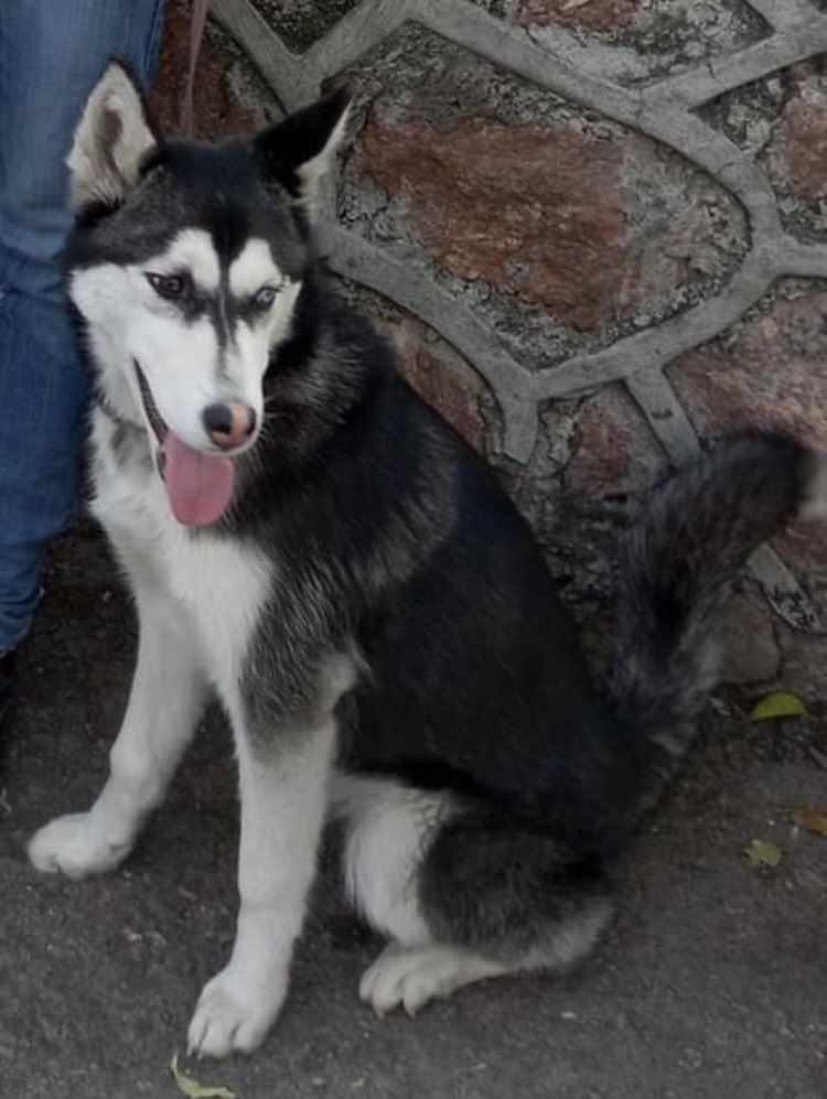 Perrita perdida en la Del Valle desde octubre, sigue su búsqueda, por favor apoyemos con RT. Fuente: Facebook. <a href="/antymob/">Miss Anty Mobarak</a> <a href="/MascotasSismo/">Mascotas Sismo</a> <a href="/_PatriciaAnaya/">Amo a los Perros</a>