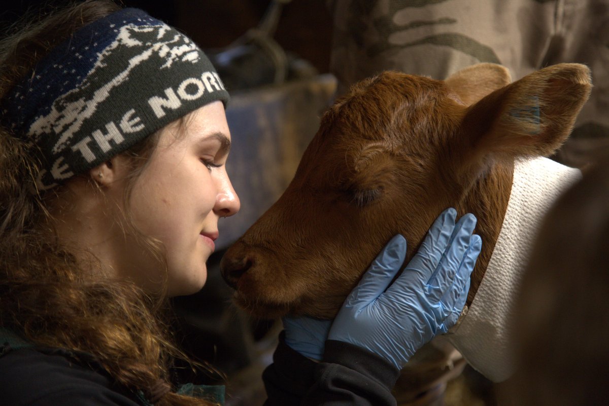 Sierra Oakley pets Dinky the calf. 
#YukonVet