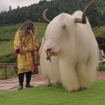「チベットに生息するモフモフの白いヤク」おとぎ話に出てくる動物みたい!
