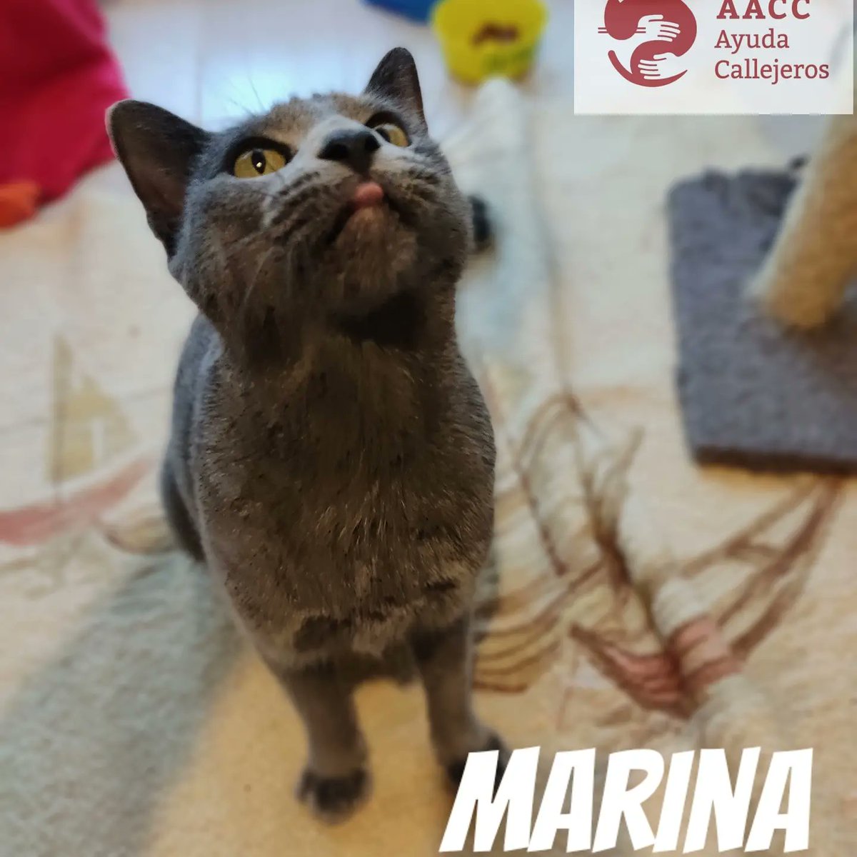 AaccAyuda's tweet photo. Marina es una gata azul de dos años que fue rescatada cuando estaba preñada a punto de parir y crió cinco gatitos preciosos y dulces. Pudimos disfrutar de su ternura para con sus pequeños y para con todo humano que se acercara a ella. Marina te regala ronroneos, y disfruta de https://t.co/7T4kGyiix6