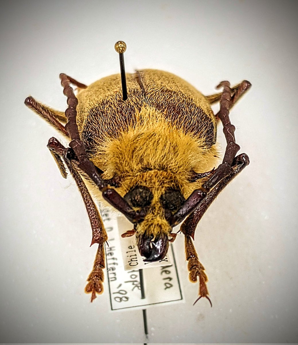 dr_firefly's tweet photo. Acanthinodera cumingii #Coleoptera #Cwrambycidae. This guy does not get cold that easy. Look at that face!
#AmazingBeetles #FSCA #WappesCollection https://t.co/bxk1jVjAdc