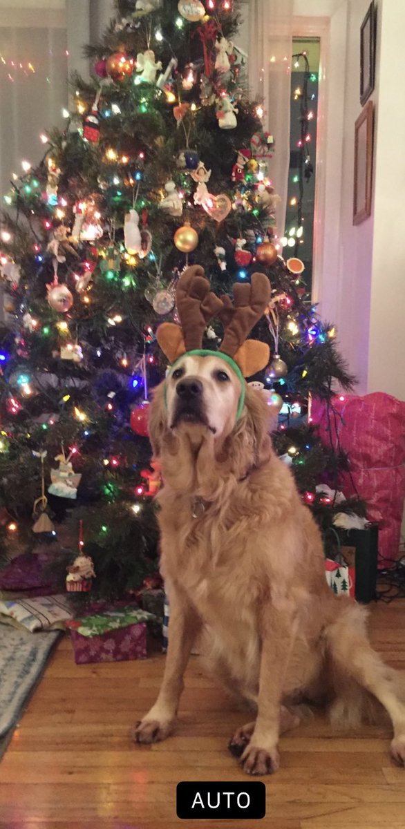 My reindeer is ready for Christmas🎄#DogsofTwittter #dogs #GoldenRetrievers #Christmas