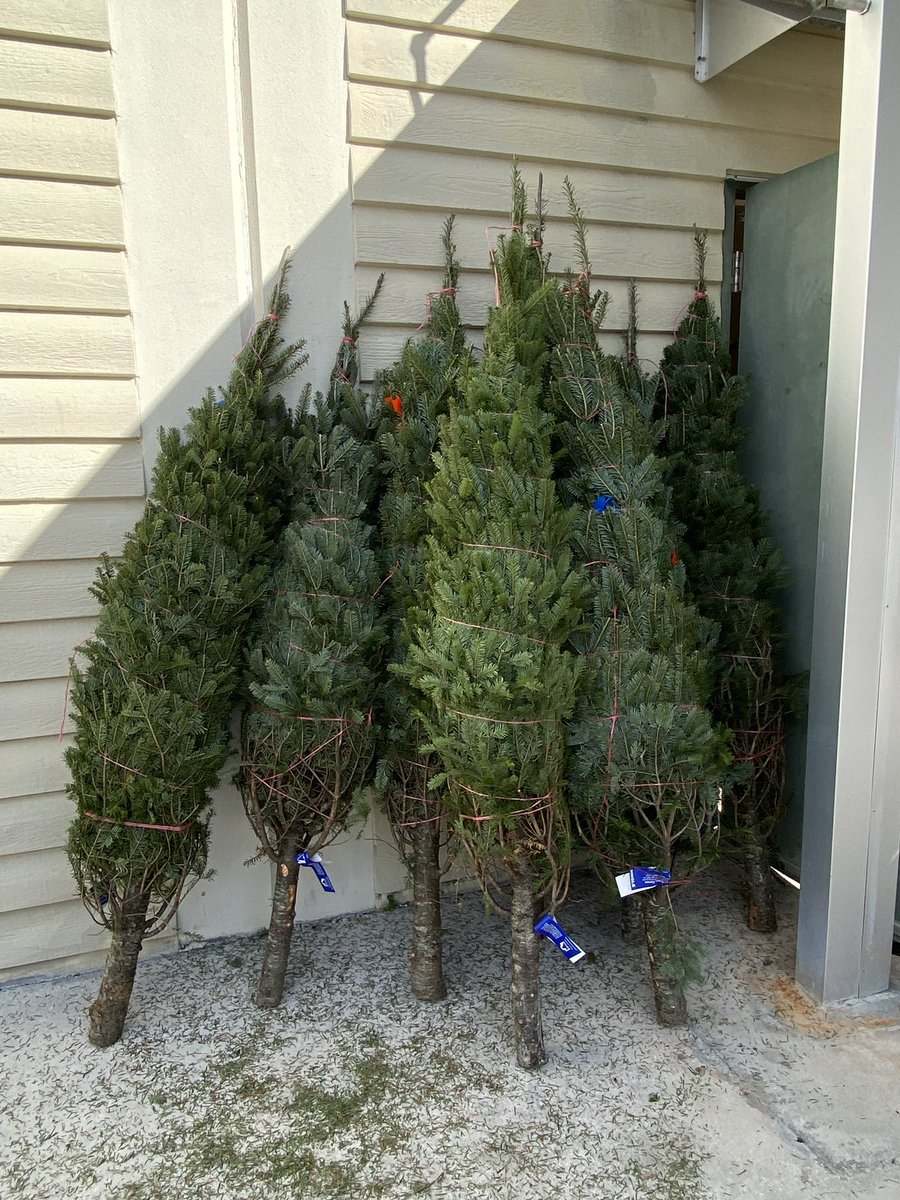 GsZenaCM's tweet photo. Stop by atlantic high school off Atlantic Avenue just west of Congress. Get your car washed by the basketball team. Come by 1pm today.  Band has extra trees 🎄 available but they are first come first serve!!  Text for details 561-271-1107 #GoEagles #colorguard @ATL_Eagles https://t.co/elWUUOhVlx