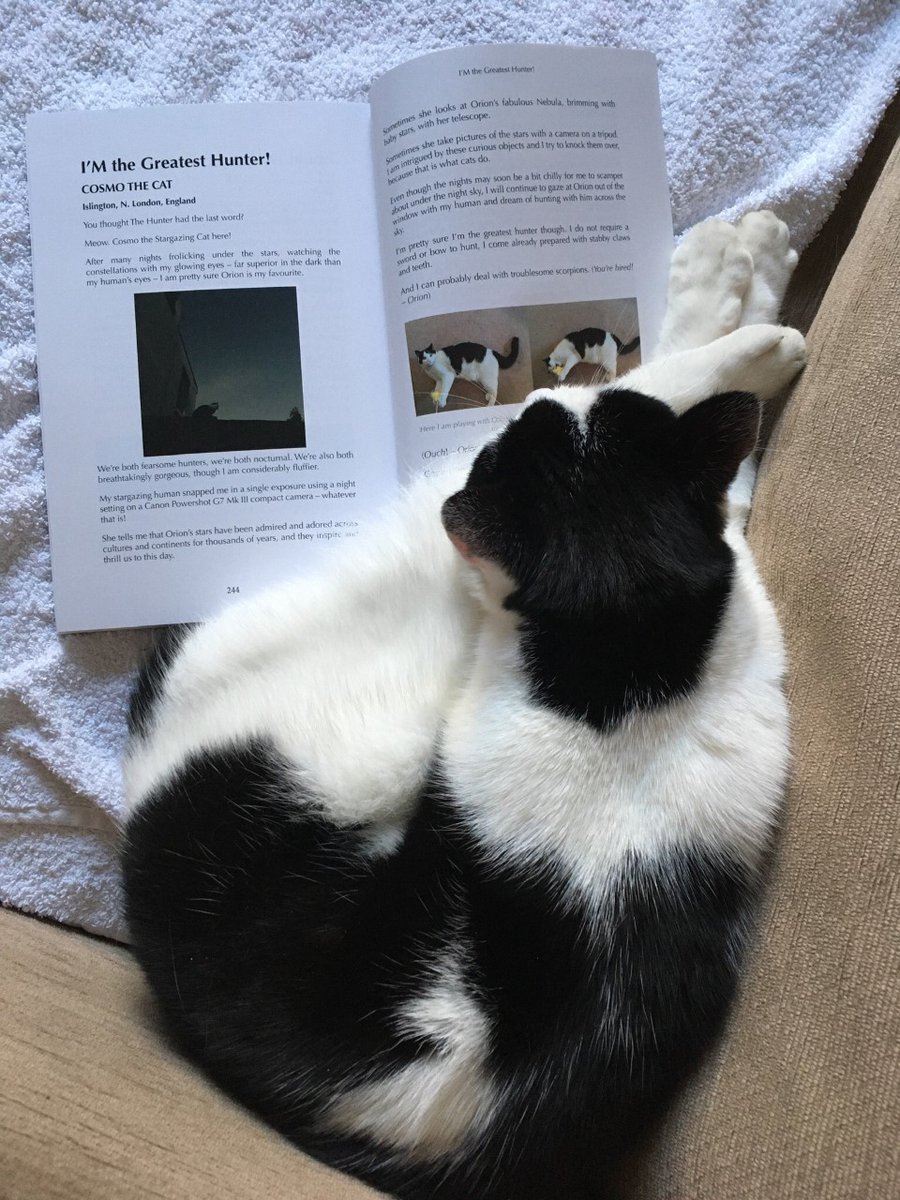 pebblybits's tweet photo. @warrior_orion Cosmo is honoured to be included, he showed his approval with some very loud purring! 😻✨ https://t.co/tvT9tqz7yQ