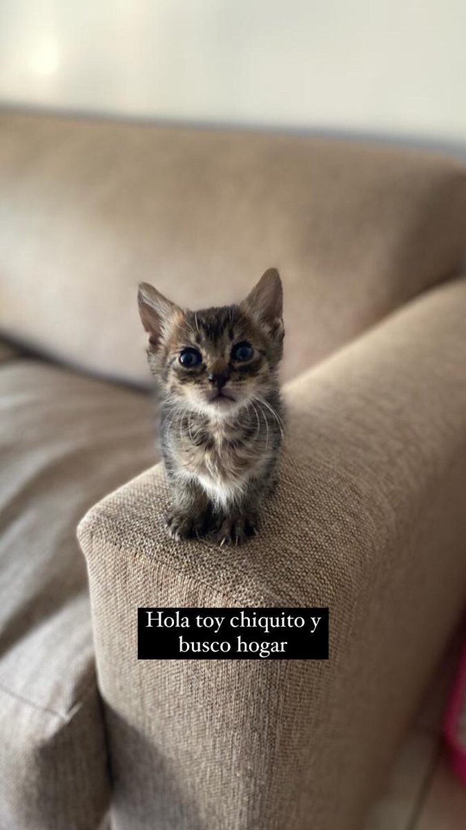 MagaliGiselee's tweet photo. Sigo buscando hogar para este bebito. Si le pueden dar rt me ayudarían un montón ♥️ (zona oeste y caba) https://t.co/qaR7A6PIun
