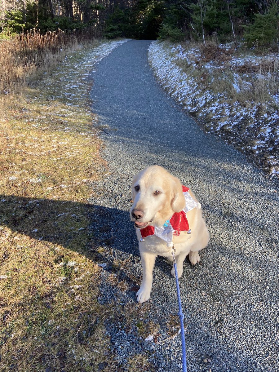 SamKennyE's tweet photo. Nelson was there with bells on for a walk and donation to @MemorialU ‘s holiday drive #comMUNityofgiving https://t.co/2hWK4H0QPK