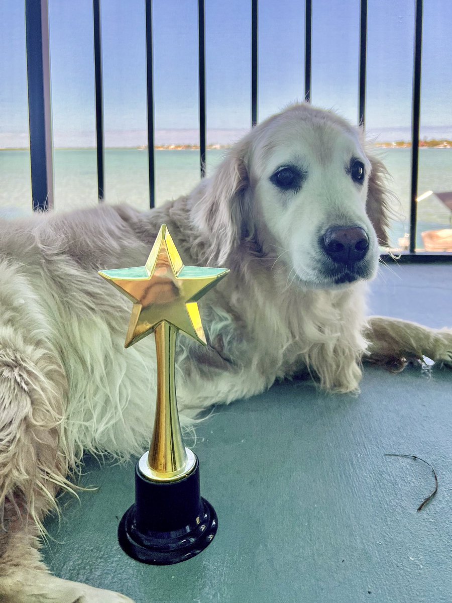 TheGoldenRatio4's tweet photo. This week’s award winners:
Low Maintenance Dog of the Week: Hopper (she’s so perfect) 🌟 
Achievement of the Week: Voods, for surviving his scary seizure week and time at the neurologist 🏆 https://t.co/hTy72mPNYf