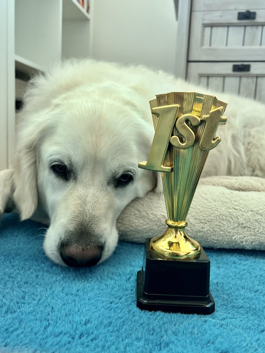 TheGoldenRatio4's tweet photo. This week’s award winners:
Low Maintenance Dog of the Week: Hopper (she’s so perfect) 🌟 
Achievement of the Week: Voods, for surviving his scary seizure week and time at the neurologist 🏆 https://t.co/hTy72mPNYf