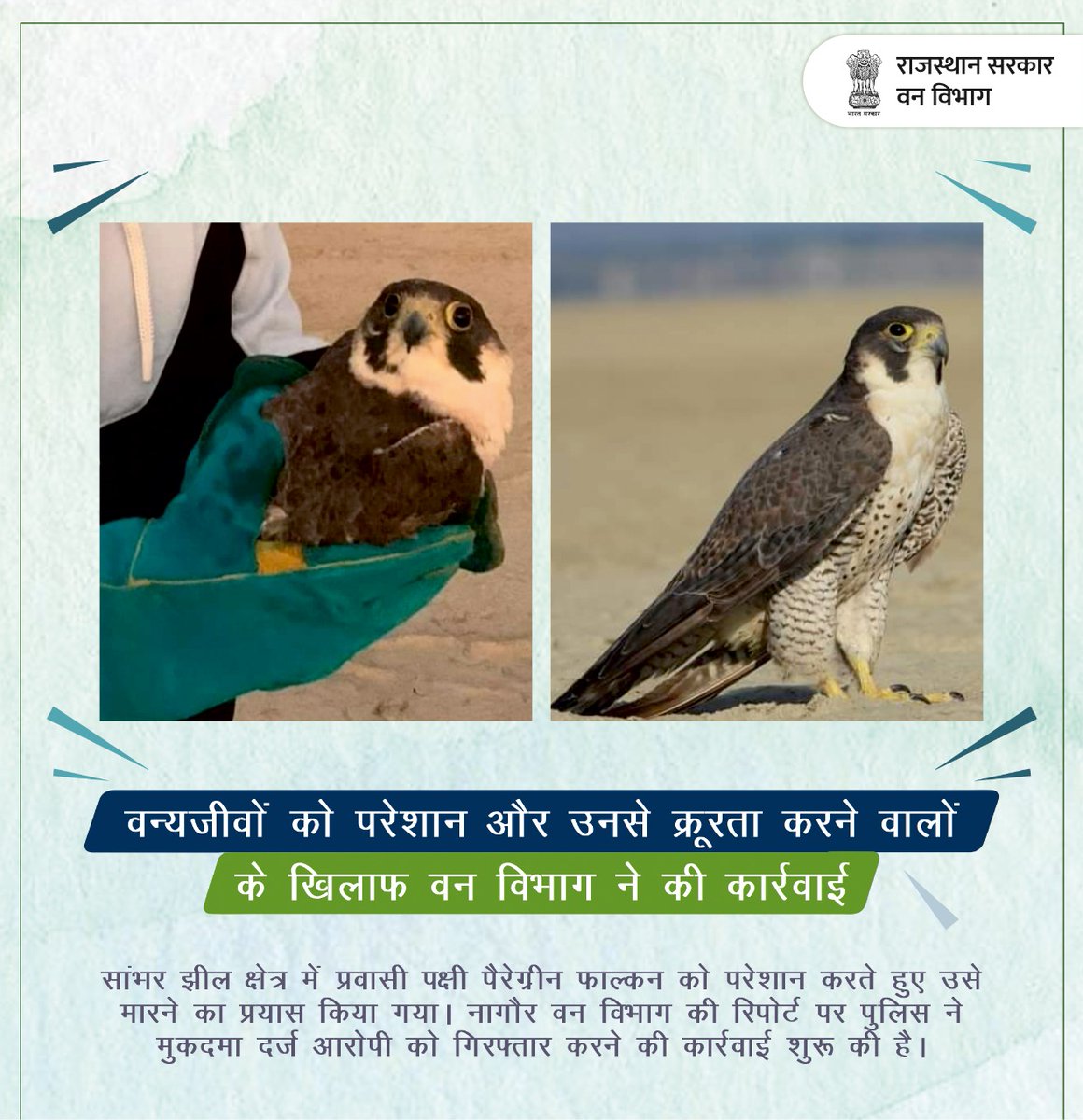ForestRajasthan's tweet photo. सांभर झील क्षेत्र में शुक्रवार को प्रवासी पक्षी पैरेग्रीन फाल्कन मारने के प्रयास किया गया। नागौर वन विभाग की ओर से मुकदमा दर्ज करने के लिए पुलिस थाने में रिपोर्ट दी गई है।
#RamsarsiteinRajasthan #SambharLake #Letthemlive #conservation #SaveLifeInWild #RajasthanForestDepartment https://t.co/uPILStlSuP
