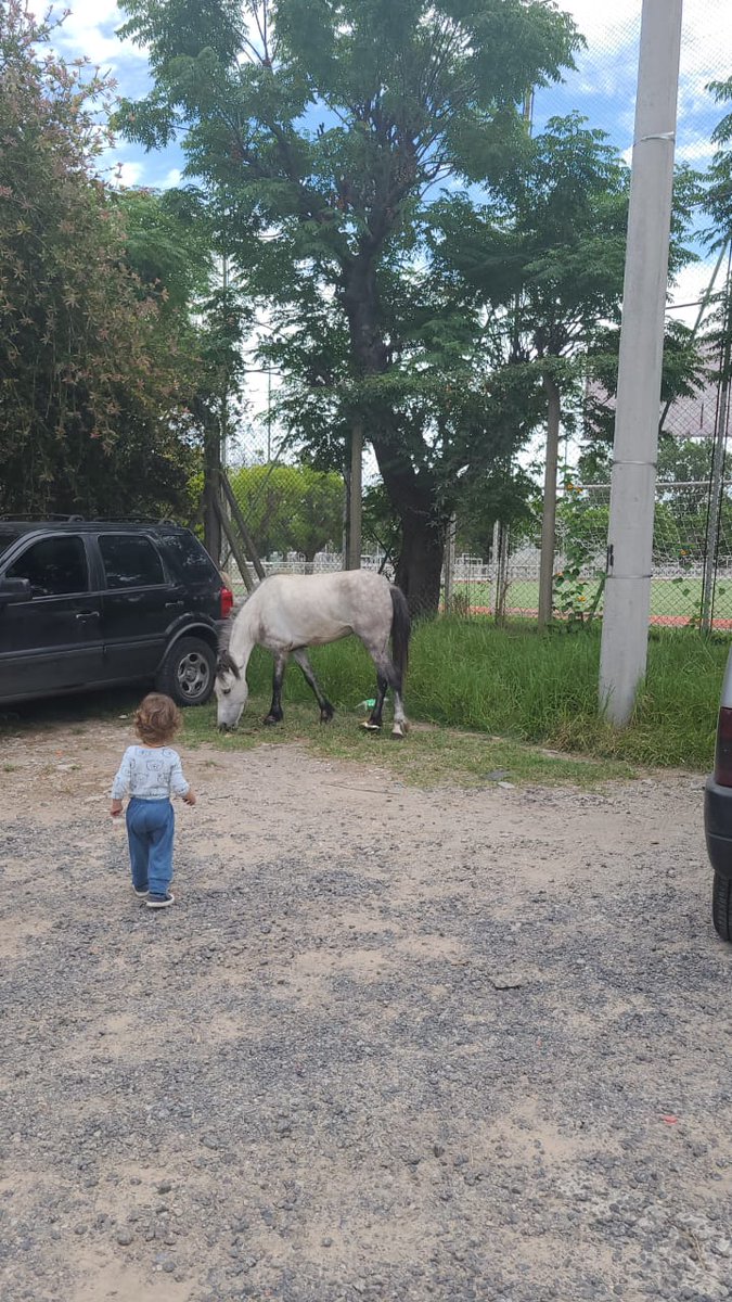 AdrianZorrero's tweet photo. @alertatigre caballo sueltos cruzando calle luis garcia. Ahora están en Bolos Bolaños 1500 mano a capital. Ex vivero. Esquina club hacoaj https://t.co/67wQpvGMT9