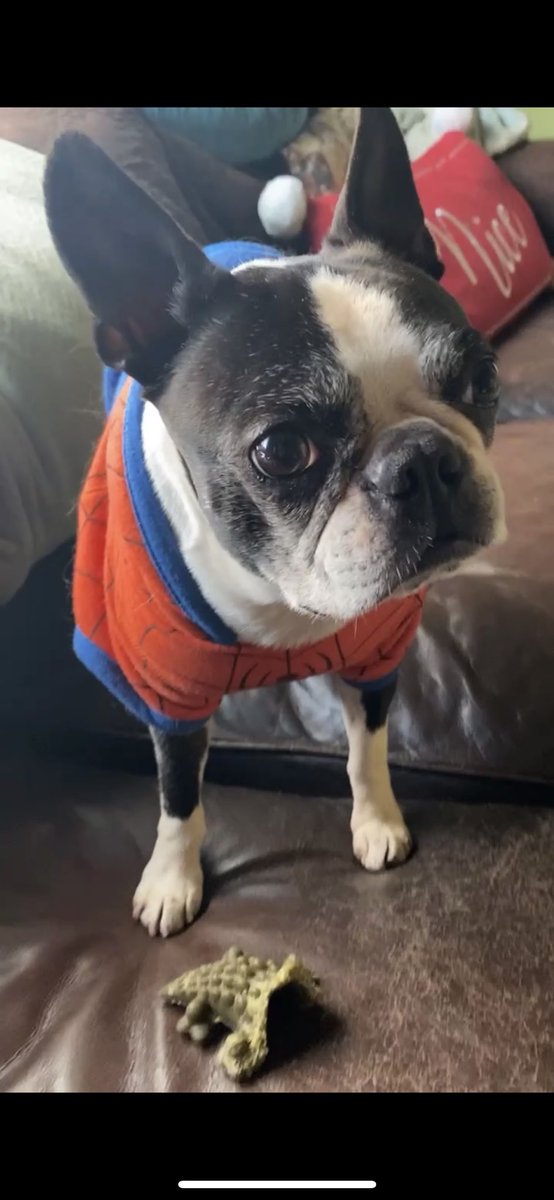 LennyTheBoston's tweet photo. This alligator didn’t stand a chance… https://t.co/cWQujOPVaY @barkbox @The_Bark @HarryBarkerCo @DogsTheSeries https://t.co/EEODMCNhBj