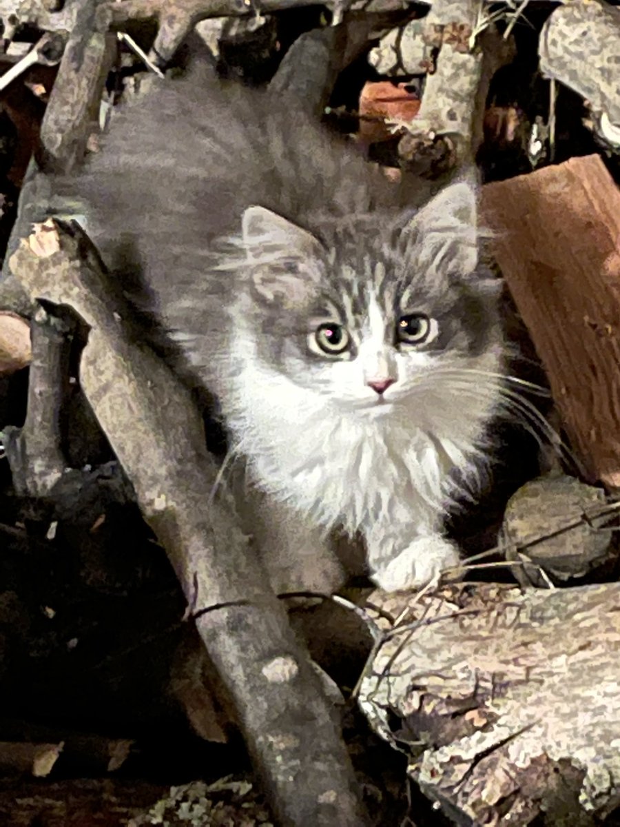Maru28_Pa's tweet photo. Un trovatello nella legnaia... che faccio l'adotto???😻 https://t.co/jjlmmHG8wW