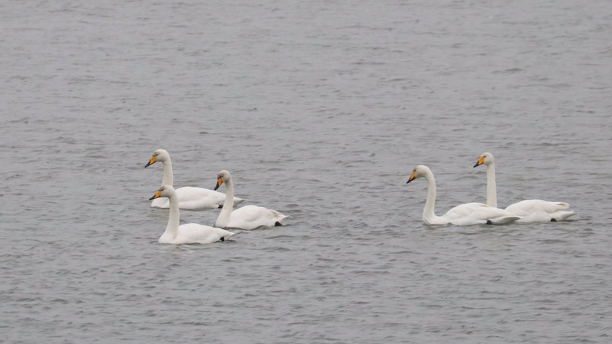Vandaag langs de waddenkust tussen Eemshaven en Noordpolderzijl o.a. sneeuwgorzen, paarse strandlopers, drieteenstrandlopers en wilde zwanen.