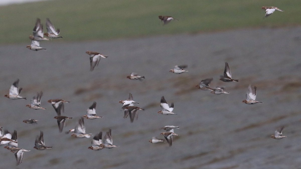 marcoglastra's tweet photo. Vandaag langs de waddenkust tussen Eemshaven en Noordpolderzijl o.a. sneeuwgorzen, paarse strandlopers, drieteenstrandlopers en wilde zwanen. https://t.co/zhPSBMcIPs