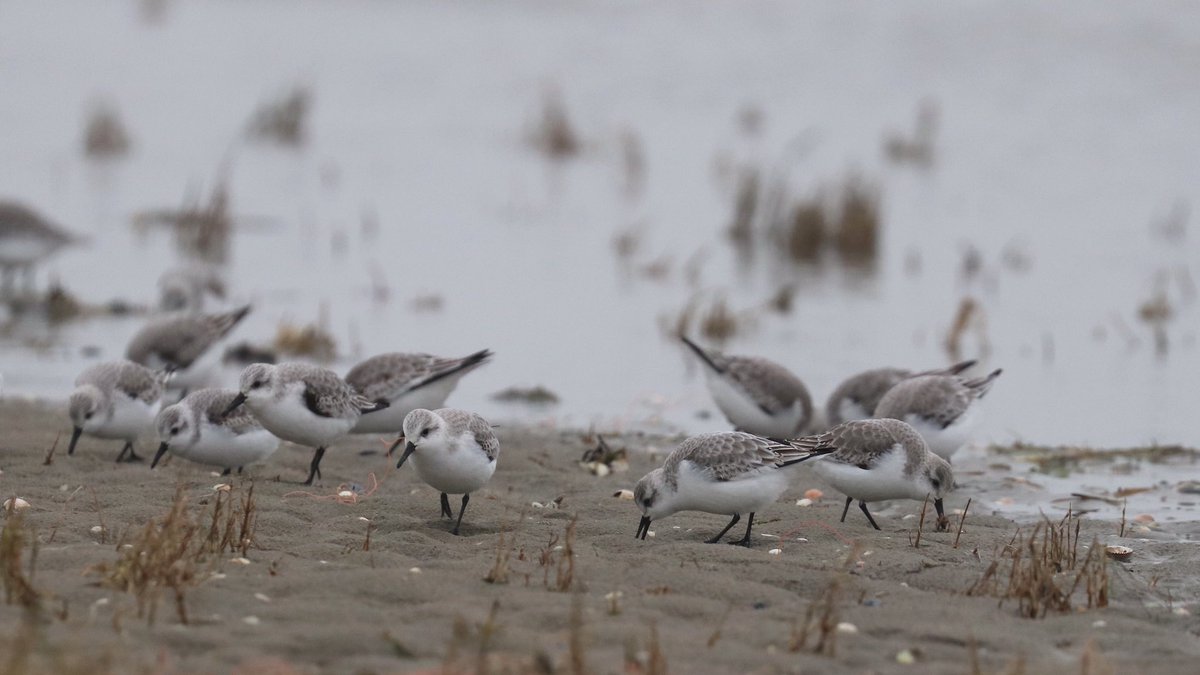 marcoglastra's tweet photo. Vandaag langs de waddenkust tussen Eemshaven en Noordpolderzijl o.a. sneeuwgorzen, paarse strandlopers, drieteenstrandlopers en wilde zwanen. https://t.co/zhPSBMcIPs