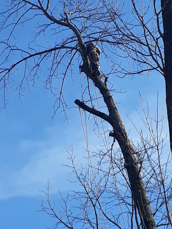 Tito's Tree Service (@tree_tito) / Posts / X