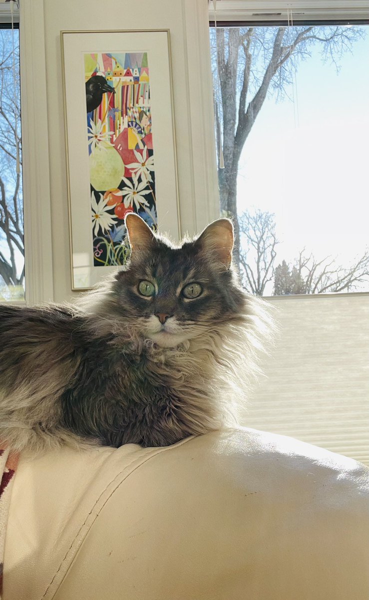 TeresaPPrincess's tweet photo. #AdventCalendar day 3 two precious things.....#WillieWong 's gift and my precious kitty #LibbyGraham https://t.co/jXyLOGxGoZ
