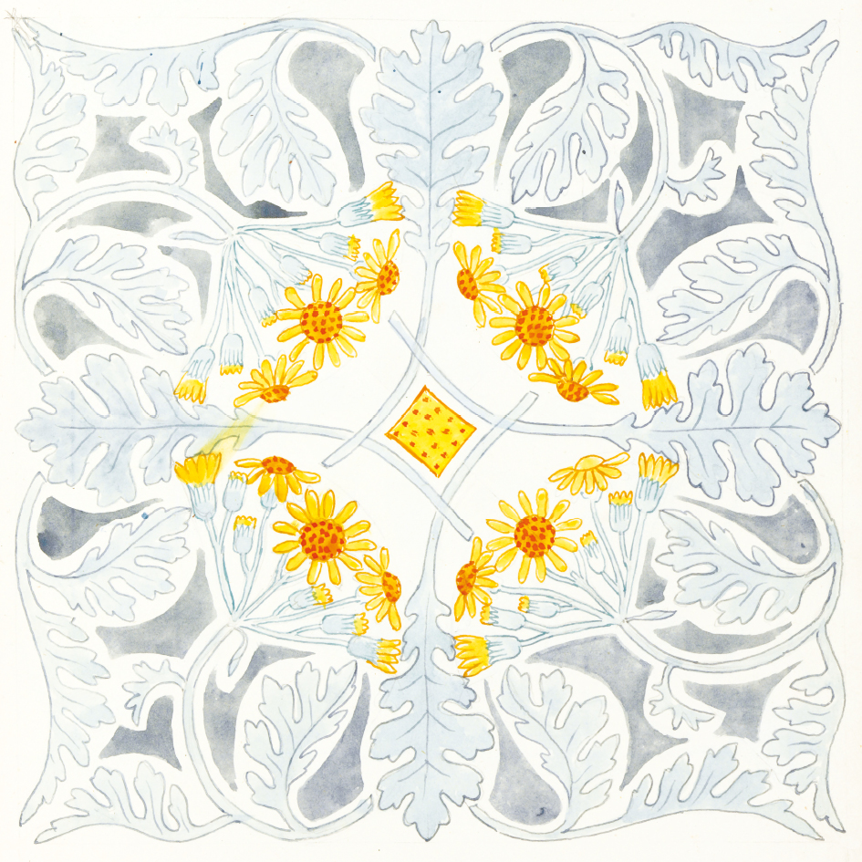 Silver ragwort in a symmetrical pattern. Vellum-bound album by Clarence Bicknell in the Fitzwilliam Museum, Cambridge. bit.ly/3gKq8fk