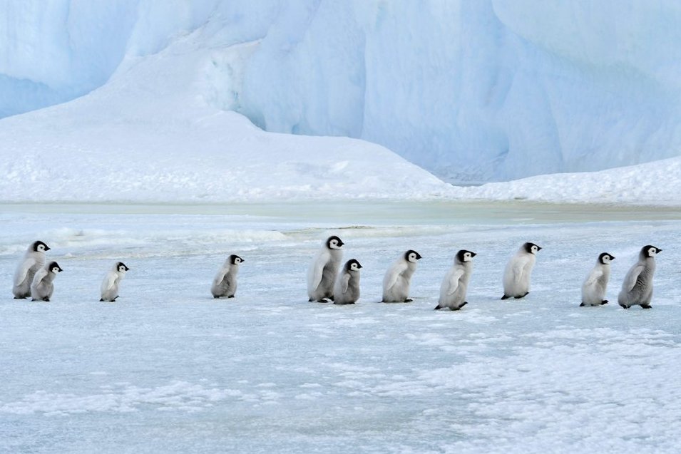 penguins365's tweet photo. Waiting in line for the "The Big Hopper and The Squawks" tickets to go on sale! 🐧

#RockingTheCreche
#PenguinOfTheDay #StandingInLineAllDay 
#Penguins https://t.co/e9aVescs15