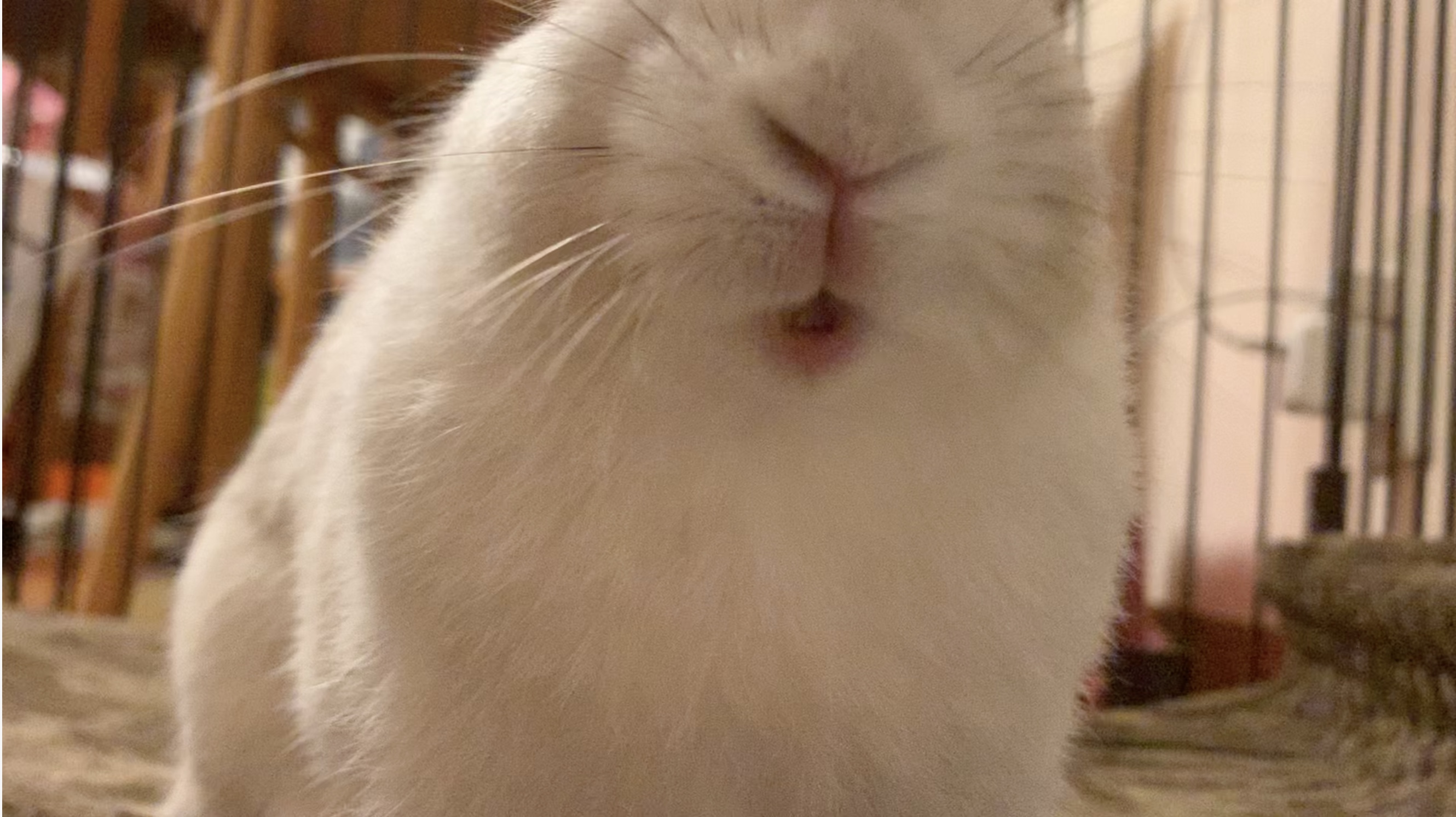 うさぎのだいふく Youtube Daifuku 10 Twitter