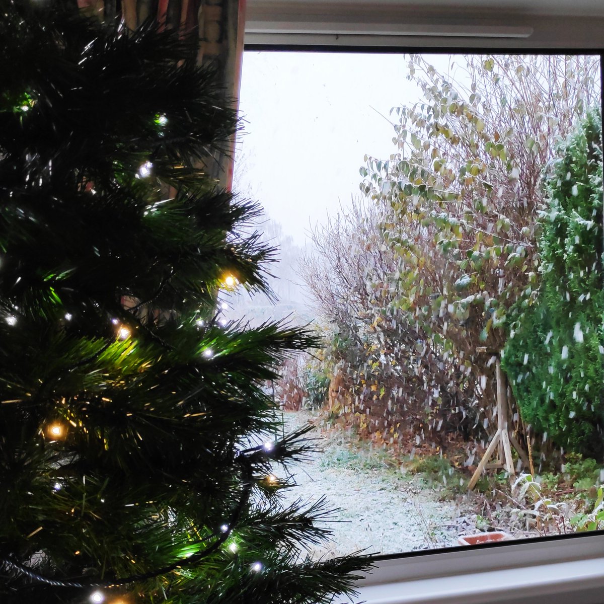 theAndrewSharpe's tweet image. #Viewfromawindow here earlier today. Thankfully, although the snow was thick, it didn't settle that much. And yes, today is Christmas tree day🙂🎄