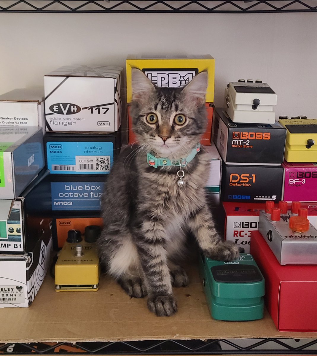 How young is too young to get them started?😂 #guitar #music #cats #catsoftwitter #catsontwitter #CatsLover #mxr #ehx #bosspedals #bosseffects #guitarpedals #behringer @jimdunlopusa @bossinfoglobal @EHX