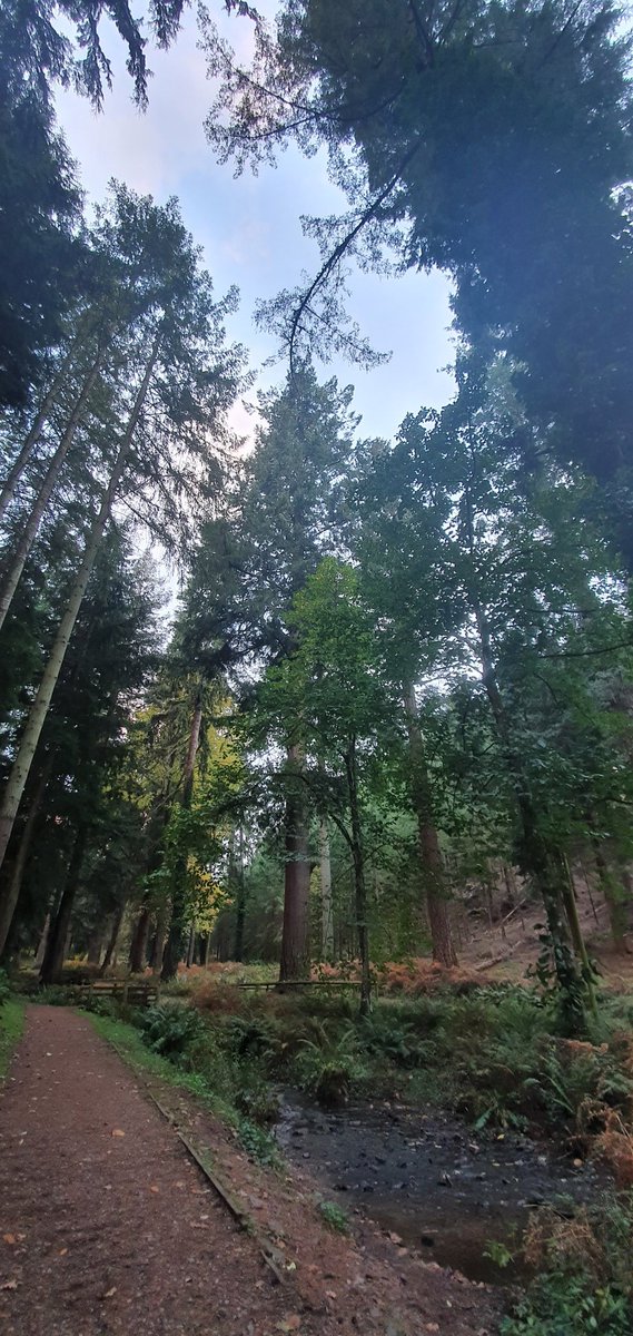 Dunster_Info's tweet photo. England's tallest tree at Nutcombe Bottom, Dunster Somerset for National Tree Week 🌳
#NationalTreeWeek #Somerset #Dunster #DunsterVillage #DunsterInfo #Exmoor #ExmoorNationalPark #TallTrees #NutcombeBottom https://t.co/CD3Om6viZl