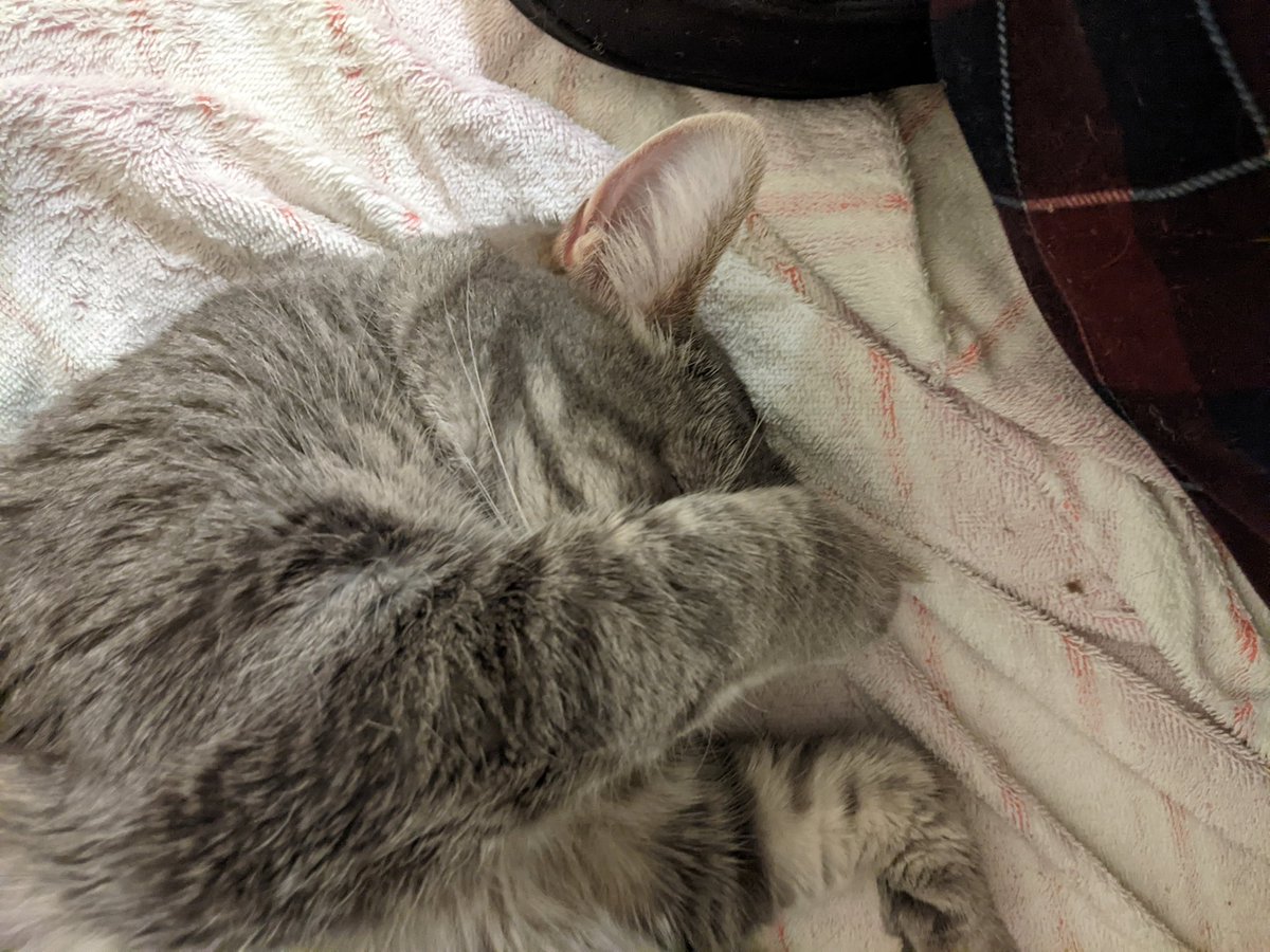 tedbigham's tweet image. It's Caturday, don't bother me. #Caturday