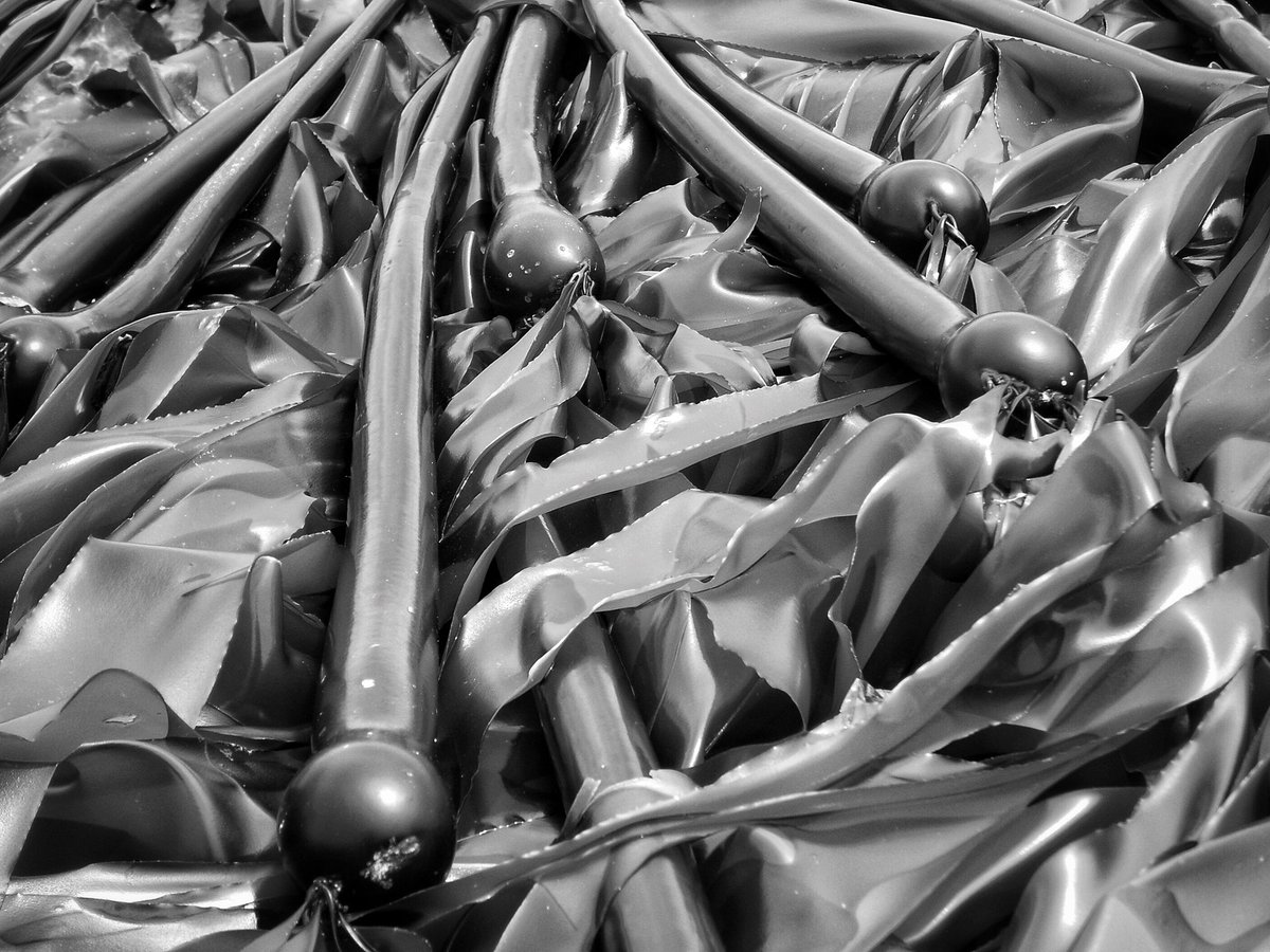 ConsumerDavid's tweet image. Kelp. #blackandwhitephotography