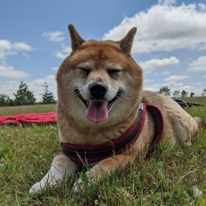 warmtofulives's tweet photo. HANAS BIRTHDAY TODAY - SHES 12 AND PERFECT AND SWEET AND #1🥳❤️ https://t.co/7OgAmGrF9R