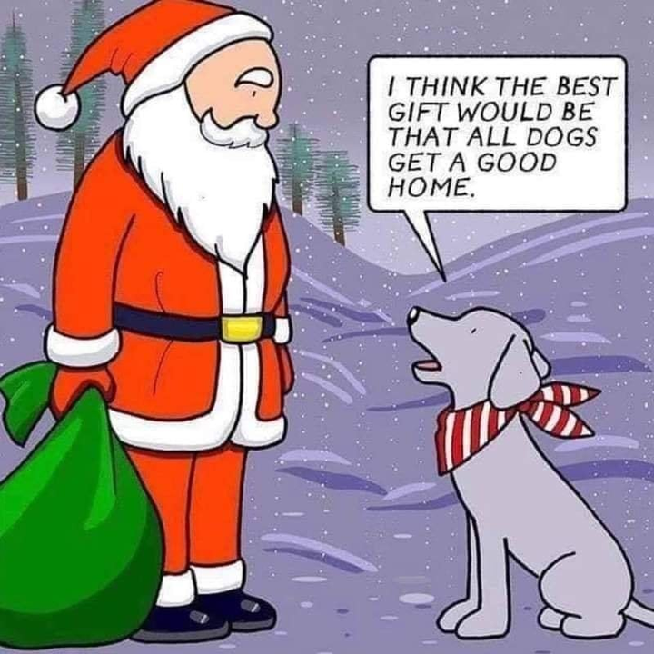 _B___S's tweet photo. That's our Christmas wish, too 🐾🎄 https://t.co/FPqTpLsmOg